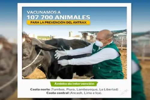 La presencia de fuertes lluvias facilita la aparición de plaga de roedores y langostas.