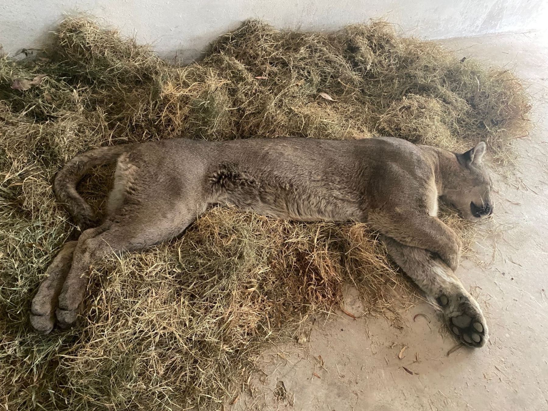 Personal del Serfor en Tacna logró sedar al puma antes de capturarlo. El felino generó alarma en la población tras ingresar a un inmueble en la zona urbana de la ciudad heroica. ANDINA/Difusión