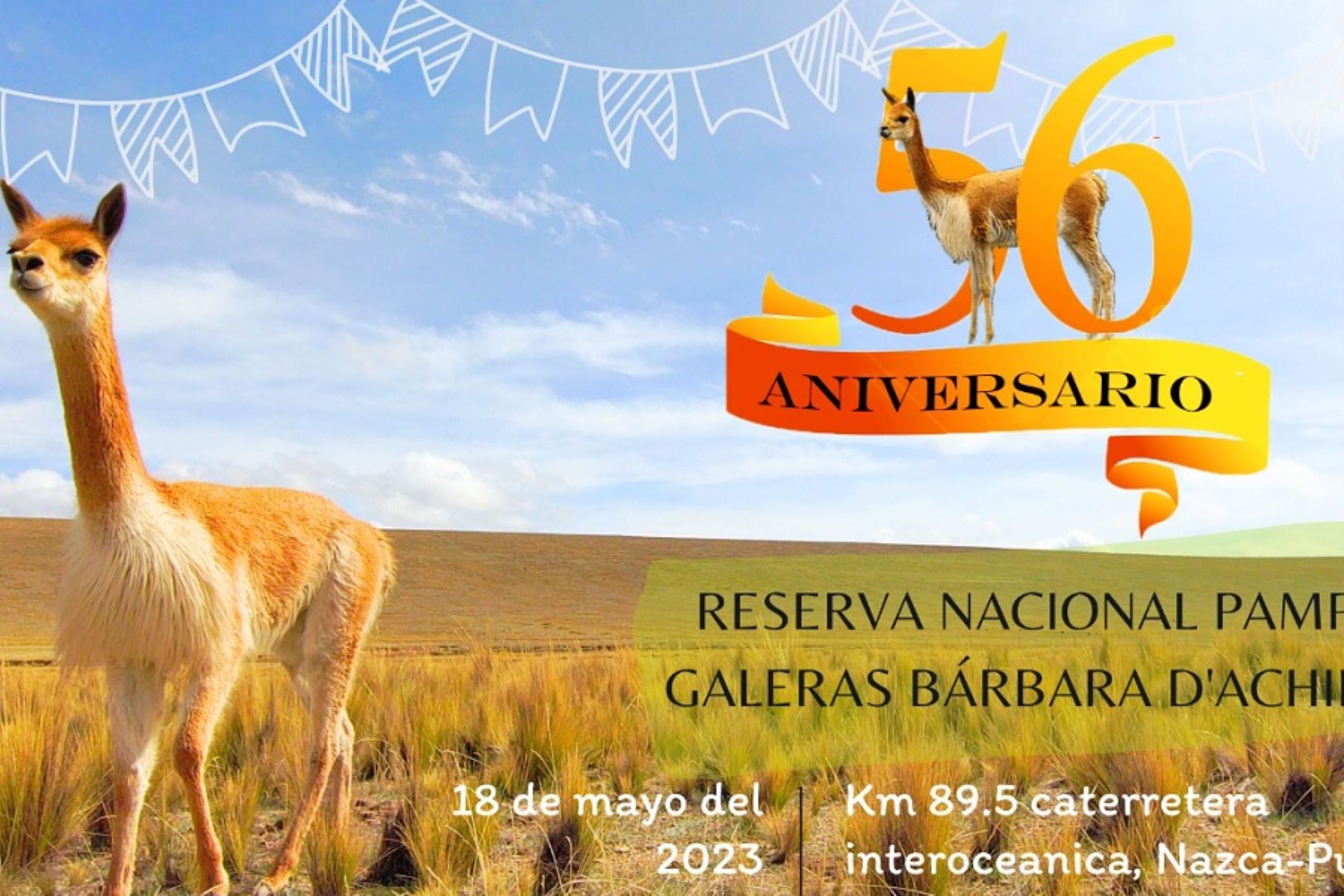 Renovando su compromiso de conservar y aprovechar sosteniblemente a la vicuña, camélido sudamericano oriundo del Perú y emblema del reino natural en el Escudo nacional, así como a otras especies de fauna y flora que prosperan en su ámbito territorial, la Reserva Nacional Pampa Galeras Bárbara D’Achille celebra hoy su 56 aniversario de creación como área natural protegida por el Estado. Imagen: Sernanp.