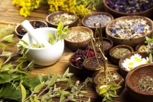 Conoce 10 plantas medicinales que no deben faltar en tu hogar. Foto:INTERNET/Medios