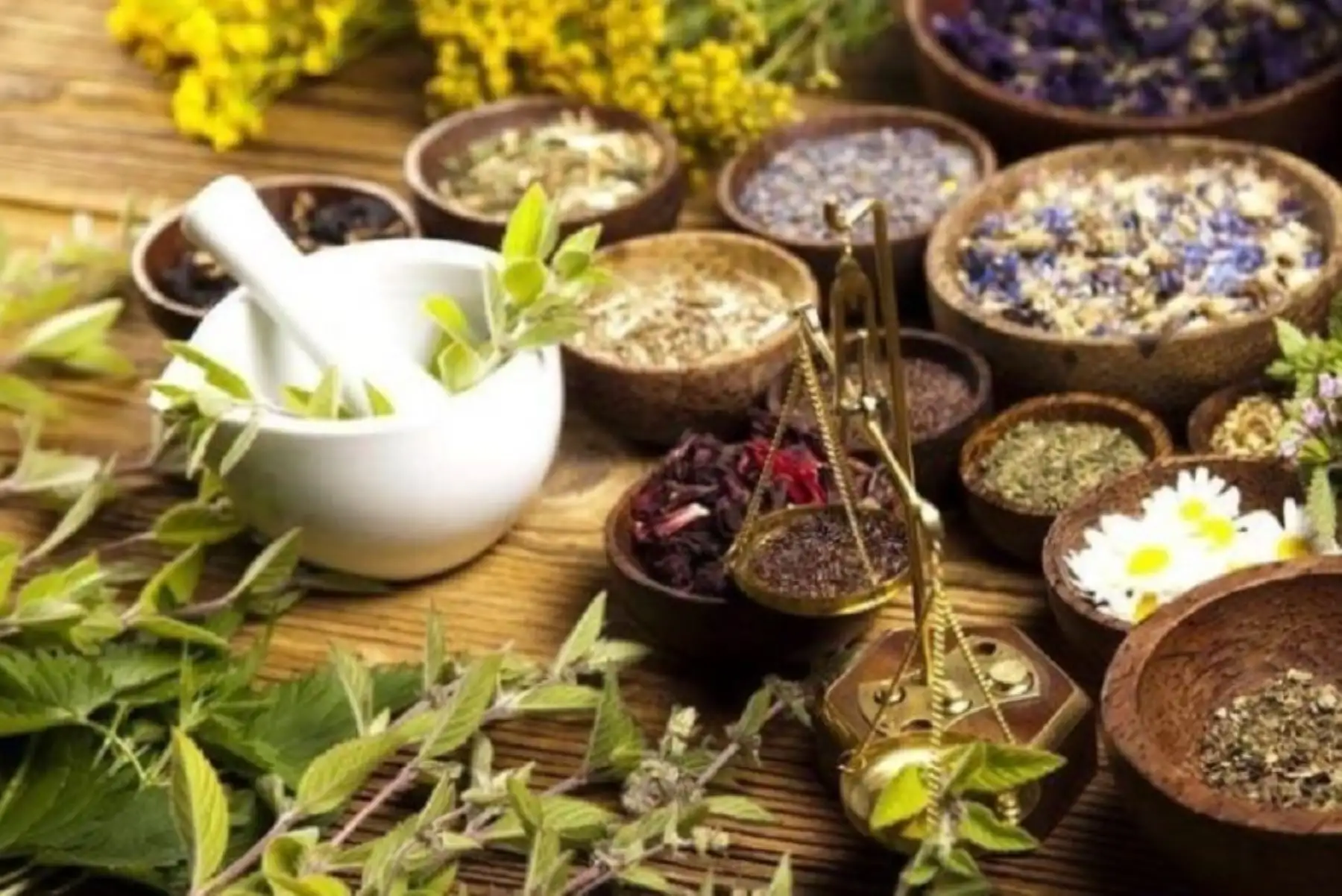 Plantas medicinales ideales para combatir males respiratorios.
