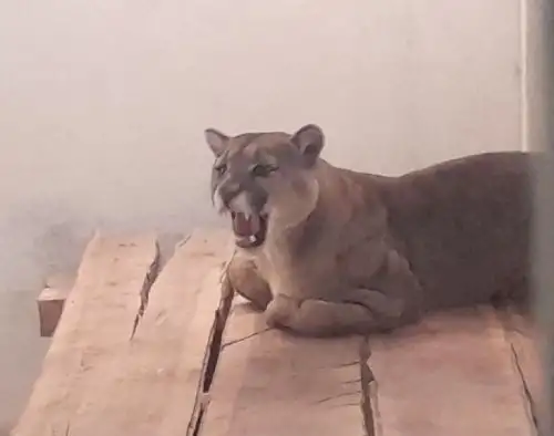 Puma andino hallado en la ciudad de Tacna será trasladado a distrito andino de Palca.