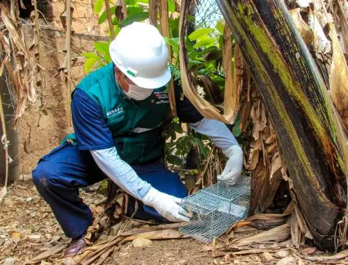 Senasa trabaja con agricultores y ganaderos para prevenir la aparición de plagas y enfermedades a causa de los eventos climatológicos. ANDINA/Difusión