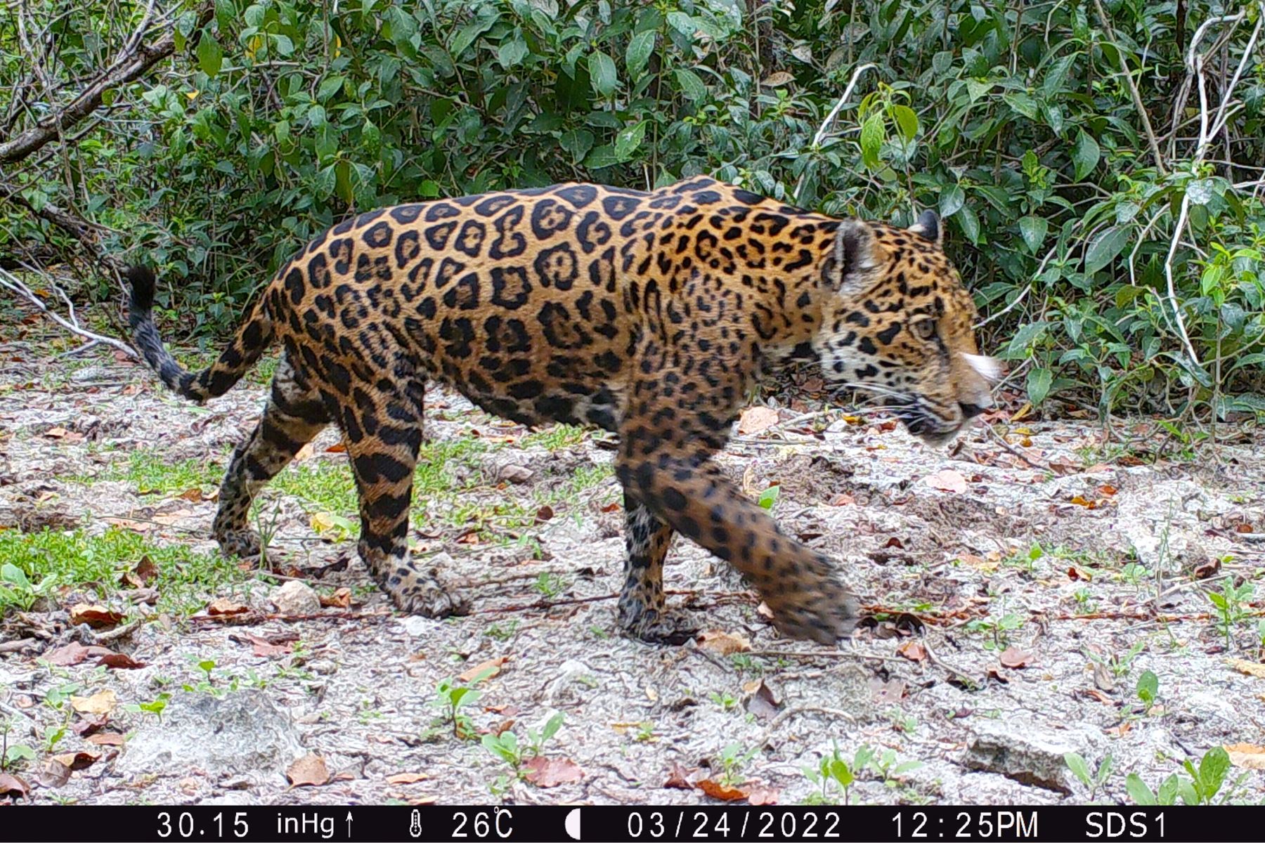 El proyecto fue realizado en la Reserva Estatal Dzilam de Bravo, en los humedales de Yucatán, un hábitat importante para muchas especies, incluyendo algunas en peligro de extinción. Foto: Huawei