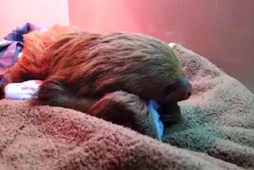 El animal sufrió un cuadro de hipotermia que desencadenó una grave neumonía.