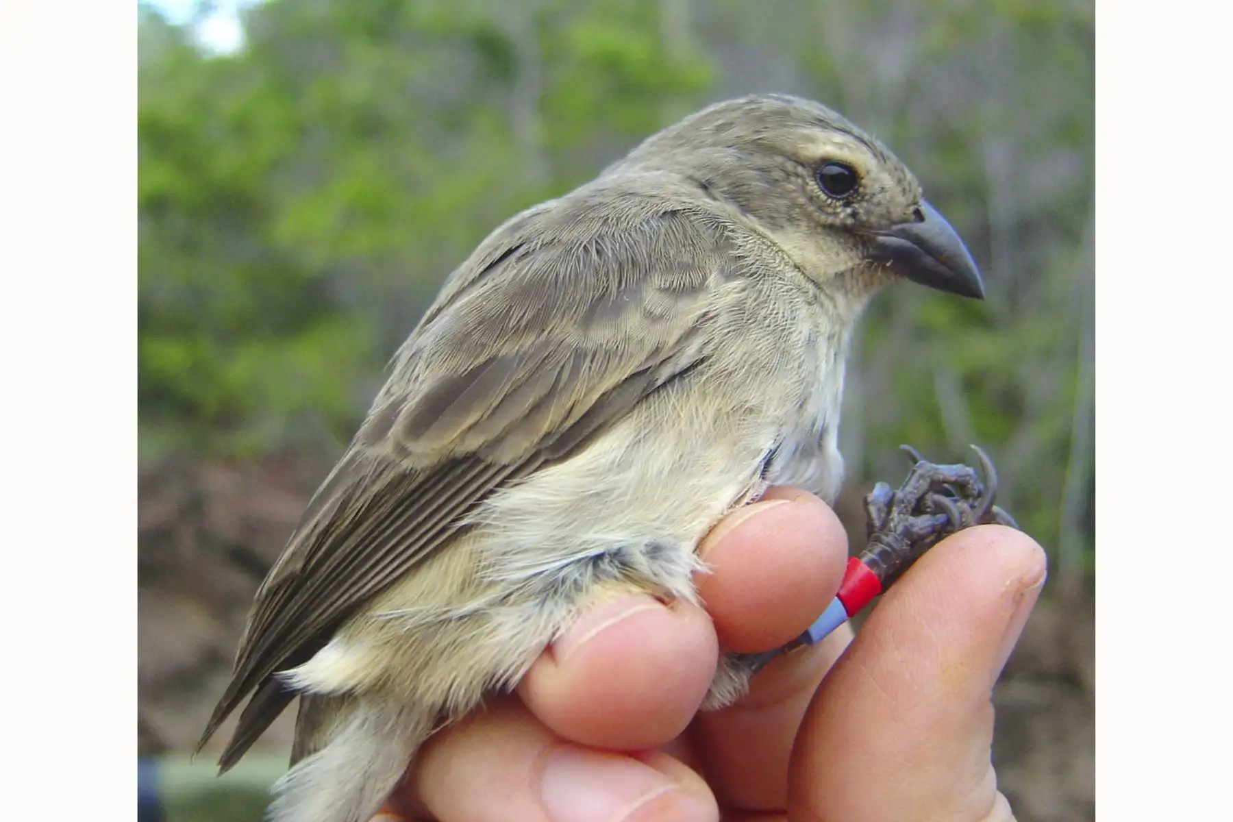 "Camarhynchus heliobates" (Snodgras & Heller, 1901) pinzón manglero, pinzón de mangle, Mangrove Finch Foto: Birgit Fessl, CDF, 2011.
