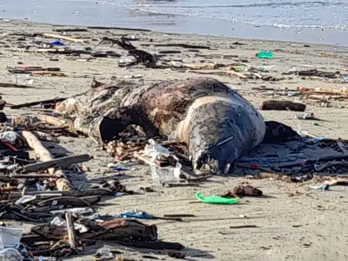Senasa confirmó el aumento de casos de lobos marinos y aves muertas a causa de la gripe aviar. ANDINA/Difusión