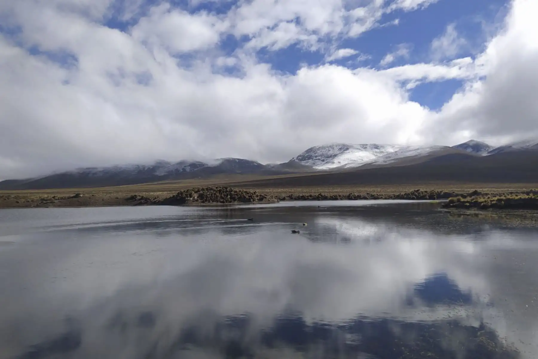 Con 1456 especies de aves, el Perú se distinguió como el segundo país con el mayor número de registro de aves durante el Global Big Day 2023, el mayor evento de avistamiento en el planeta, convocado cada año por el Departamento de Ornitología de la Universidad de Cornell, Estados Unidos.

Foto: ANDINA/Sernanp