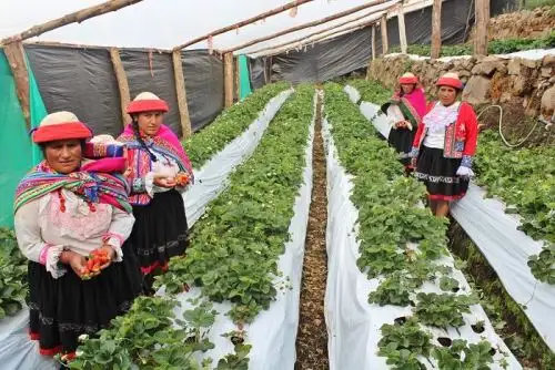 Día Mundial de la Diversidad Biológica: Foncodes promueve prácticas agroecológicas