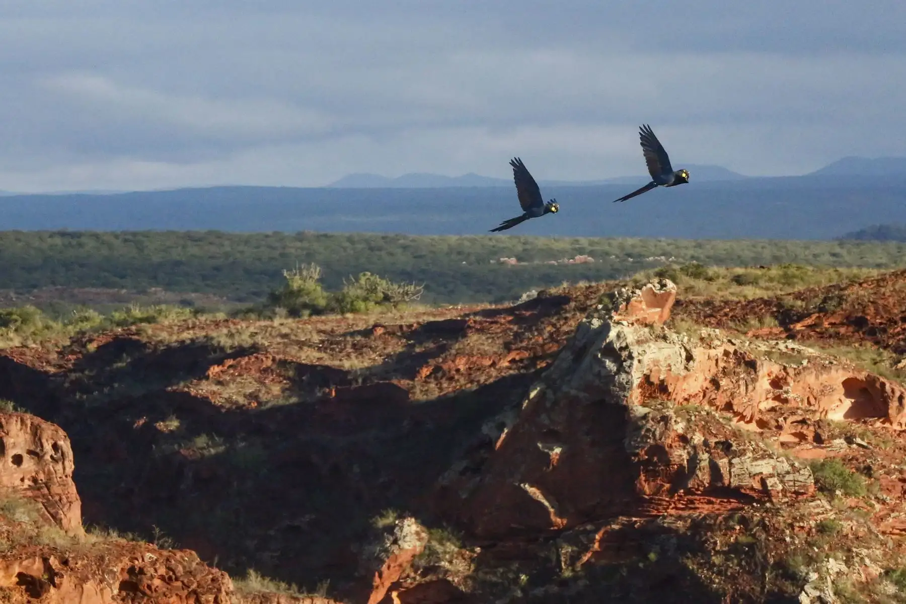 Los guacamayos de Lear vuelan sobre una reserva cerca de la Estación Biológica de Canudos, administrada por la ONG Biodiversitas, cerca del Complejo de Energía Eólica de Canudos en Canudos, estado de Bahía, Brasil.
Foto: AFP