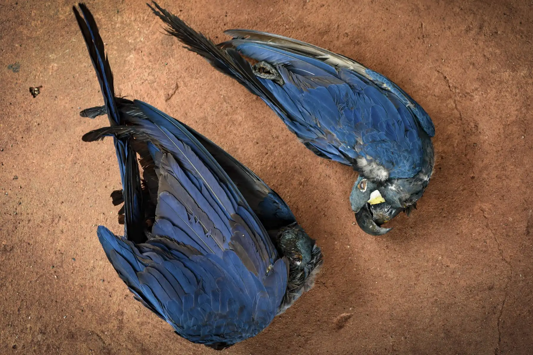 Los guacamayos de Dead Lear (Anodorhynchus leari), electrocutados después de volar hacia una red eléctrica cerca del Complejo de Energía Eólica de Canudos, se muestran en Canudos, estado de Bahía, Brasil.
Foto: AFP