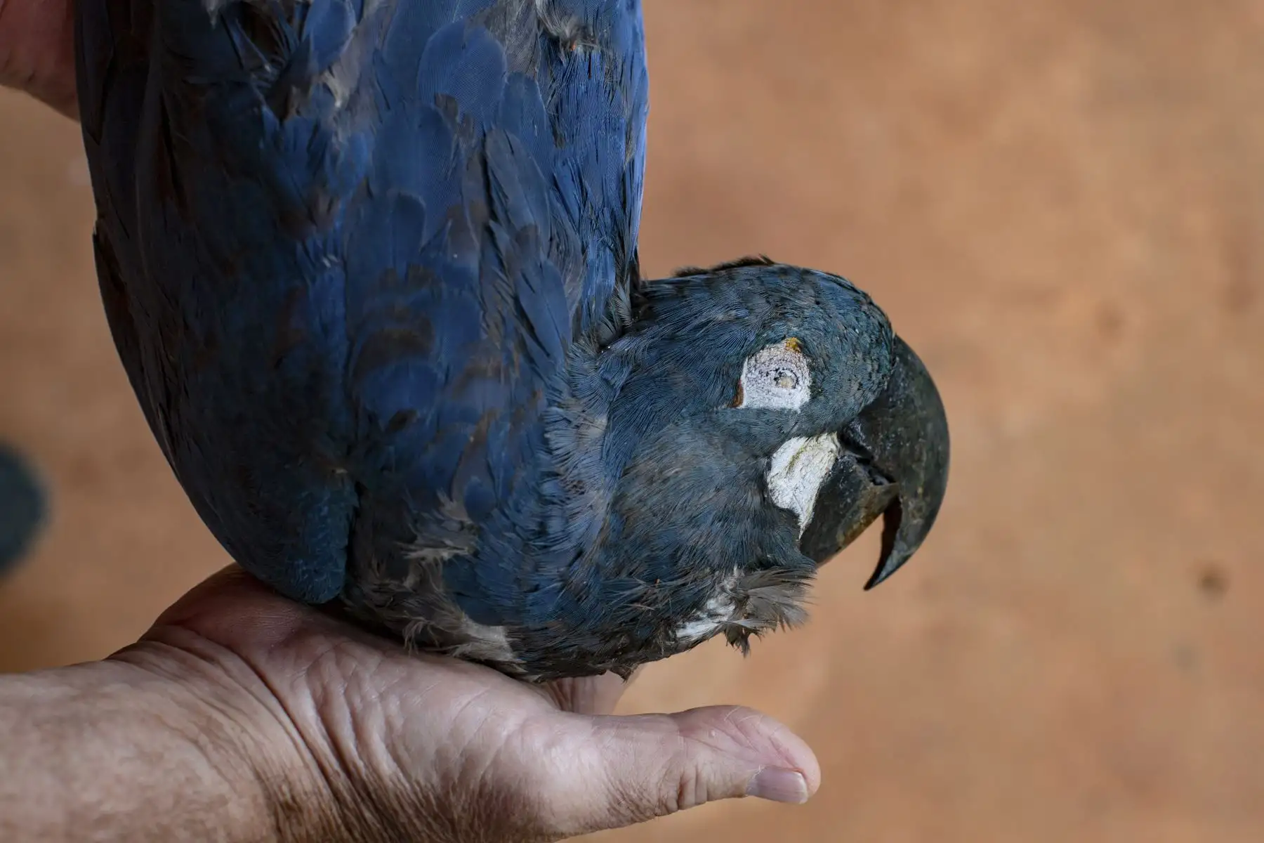 Los guacamayos de Dead Lear (Anodorhynchus leari), electrocutados después de volar hacia una red eléctrica cerca del Complejo de Energía Eólica de Canudos, se muestran en Canudos, estado de Bahía, Brasil.
Foto: AFP