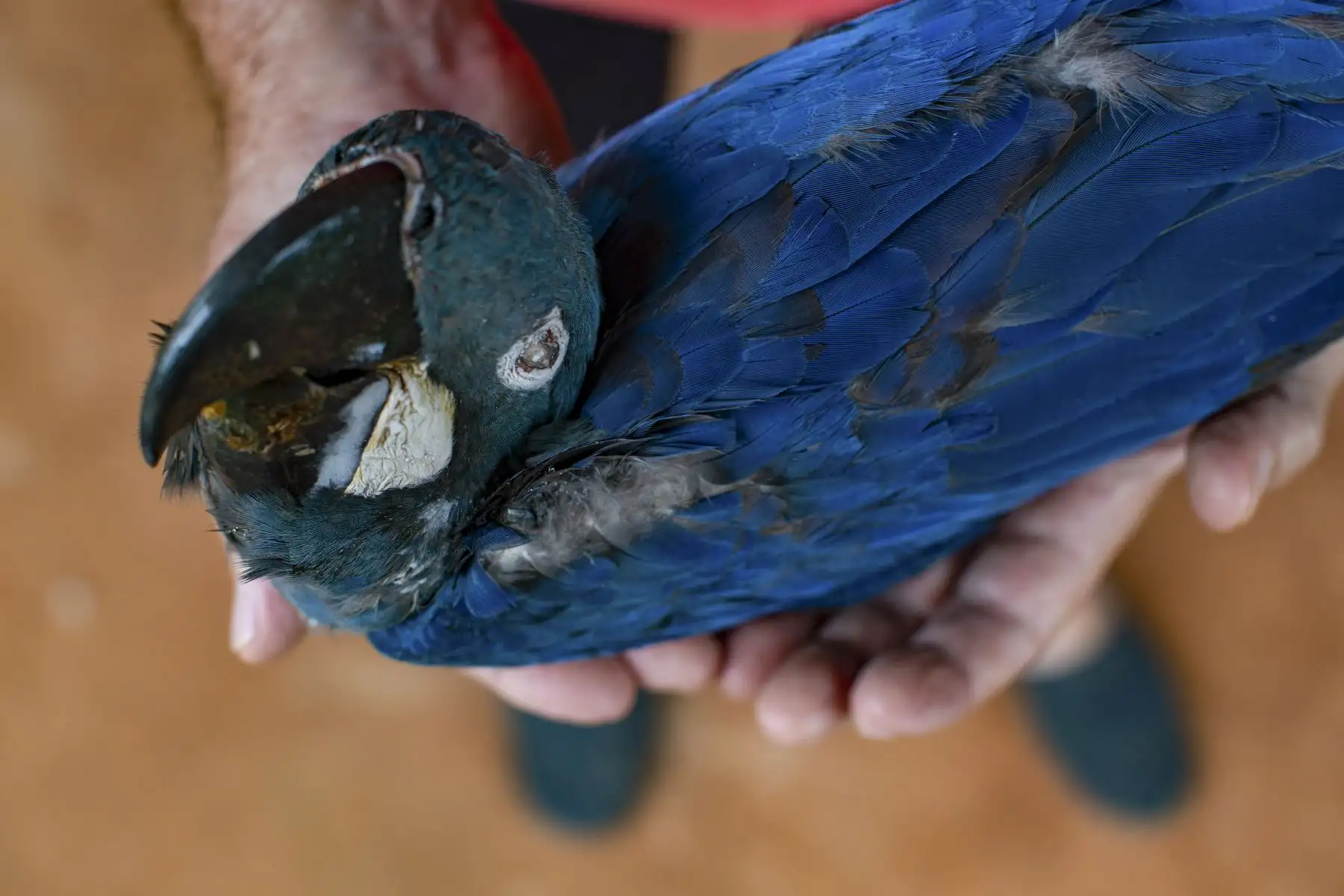 Los guacamayos de Dead Lear (Anodorhynchus leari), electrocutados después de volar hacia una red eléctrica cerca del Complejo de Energía Eólica de Canudos, se muestran en Canudos, estado de Bahía, Brasil.
Foto: AFP