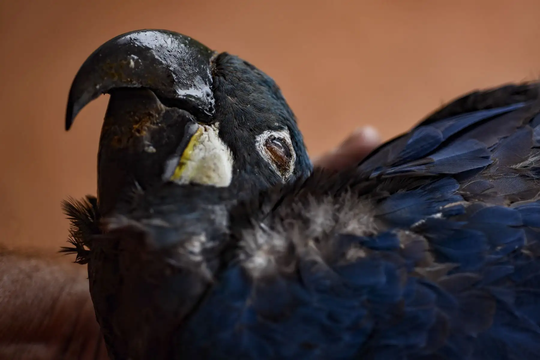 Los guacamayos de Dead Lear (Anodorhynchus leari), electrocutados después de volar hacia una red eléctrica cerca del Complejo de Energía Eólica de Canudos, se muestran en Canudos, estado de Bahía, Brasil.
Foto: AFP