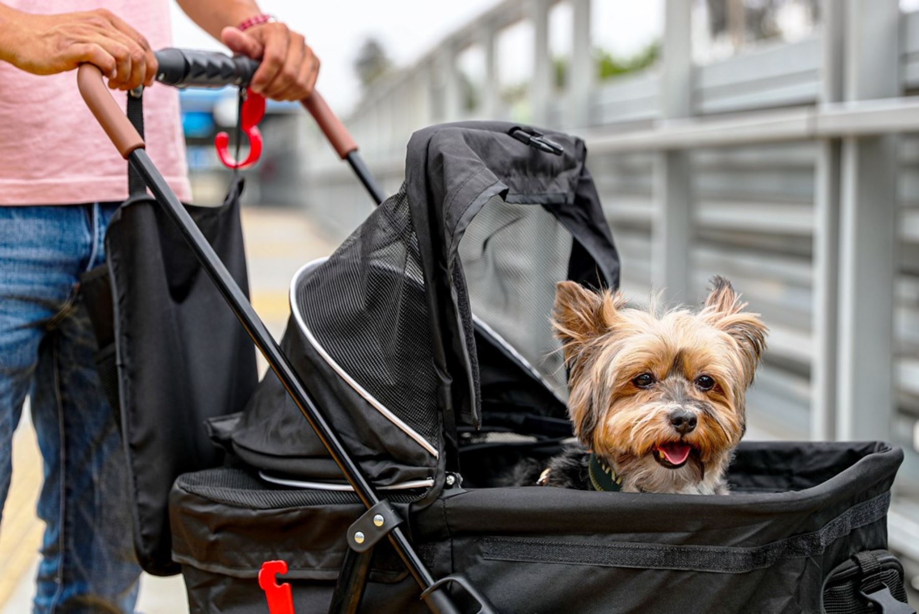 ¿Sabías que puedes viajar con tu mascota en el transporte público? Conoce cómo hacerlo. Foto: ANDINA/Difusión.
