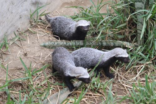 Nacen bebés trillizos de hurón silvestre en zoológico de Huachipa