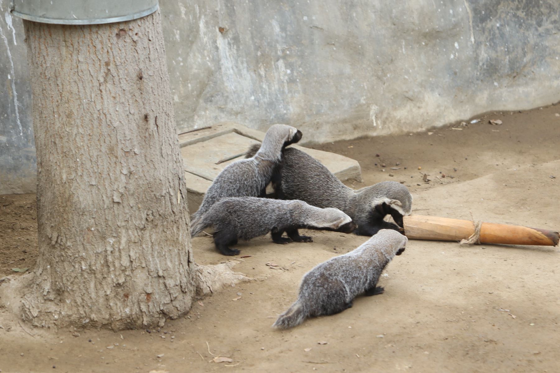 El Parque Zoológico Huachipa presentó a los bebés trillizos de hurón, de un mes de nacidos, que no pueden ser tomados como mascotas, al ser considerada una especie silvestre, pero que viven felices junto a su madre en un espacio especialmente acondicionado para ellos.
Foto: ANDINA/Héctor Vinces