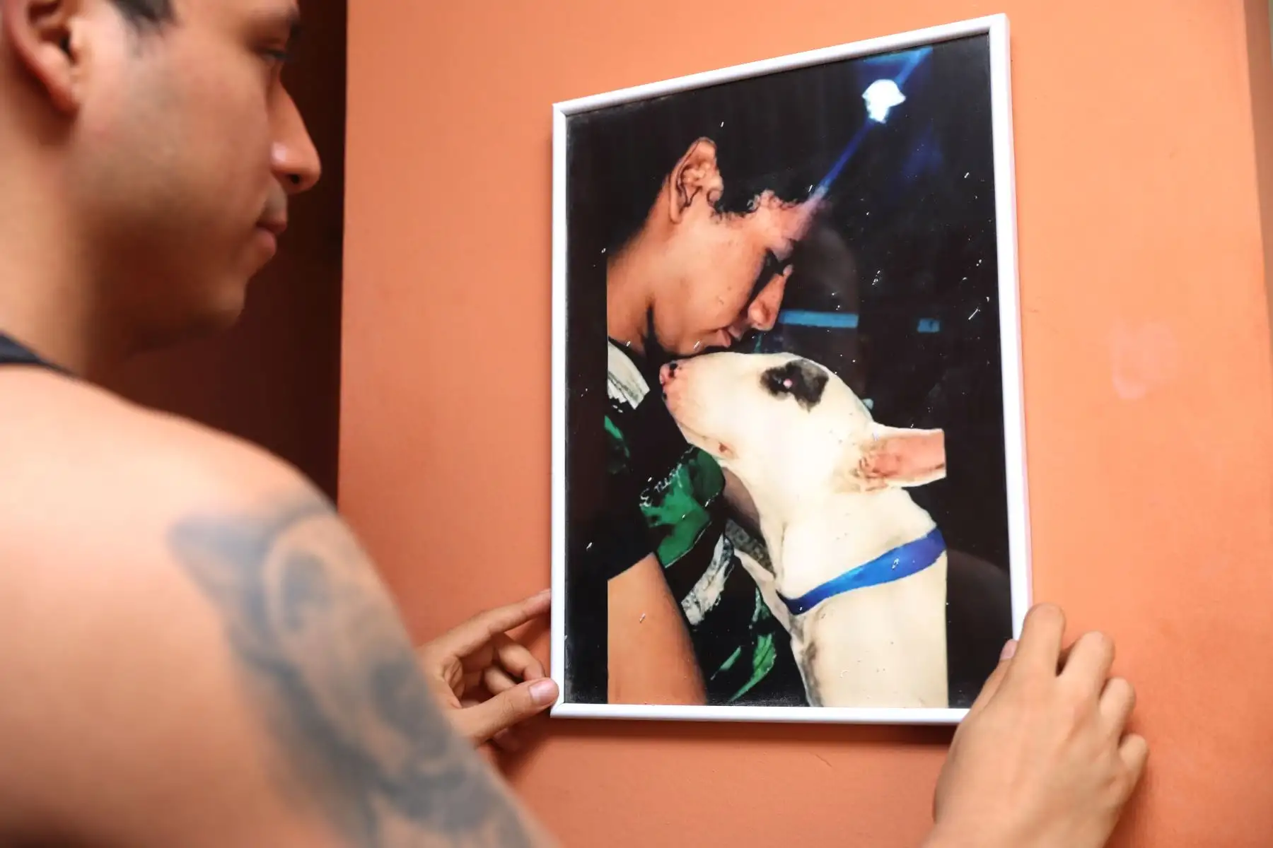 Walter Pequeño Salas elaboró su tesis inspirado en la experiencia personal que le tocó vivir al perder a su amada mascota, Capitán Morgan, un bull terrier de 6 años de edad. Foto: ANDINA/Daniel Bracamonte