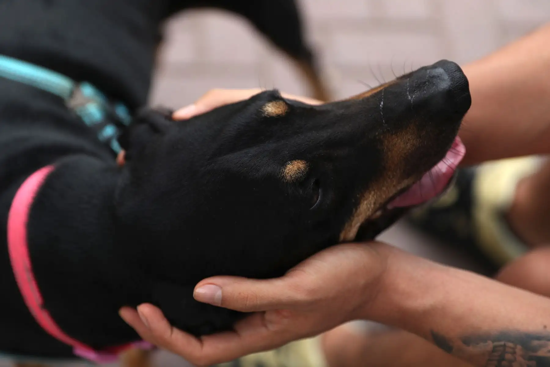 En su tesis, Walter Pequeño Salas aborda un tema muy cotidiano que es el del fallecimiento de una mascota y cómo afrontar esa situación. Tras compartir su tesis en redes sociales, se generó tanta tendencia que empezaron a llamarlo y entrevistarlo muchas personas, incluso del extranjero. Foto: ANDINA/Daniel Bracamonte