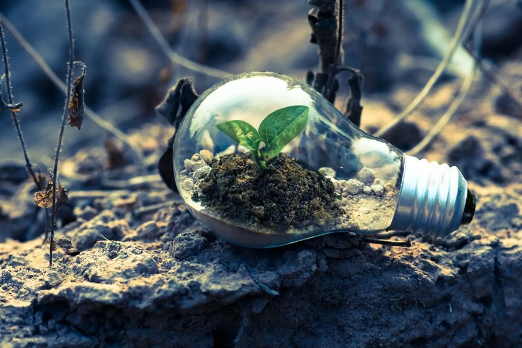 Afirmaciones como “sostenible, “biodegradable”, “ecológico”, entre otras deben ser verdaderas, objetivas y comprobables, señala Indecopi. Foto: ANDINA/Difusión