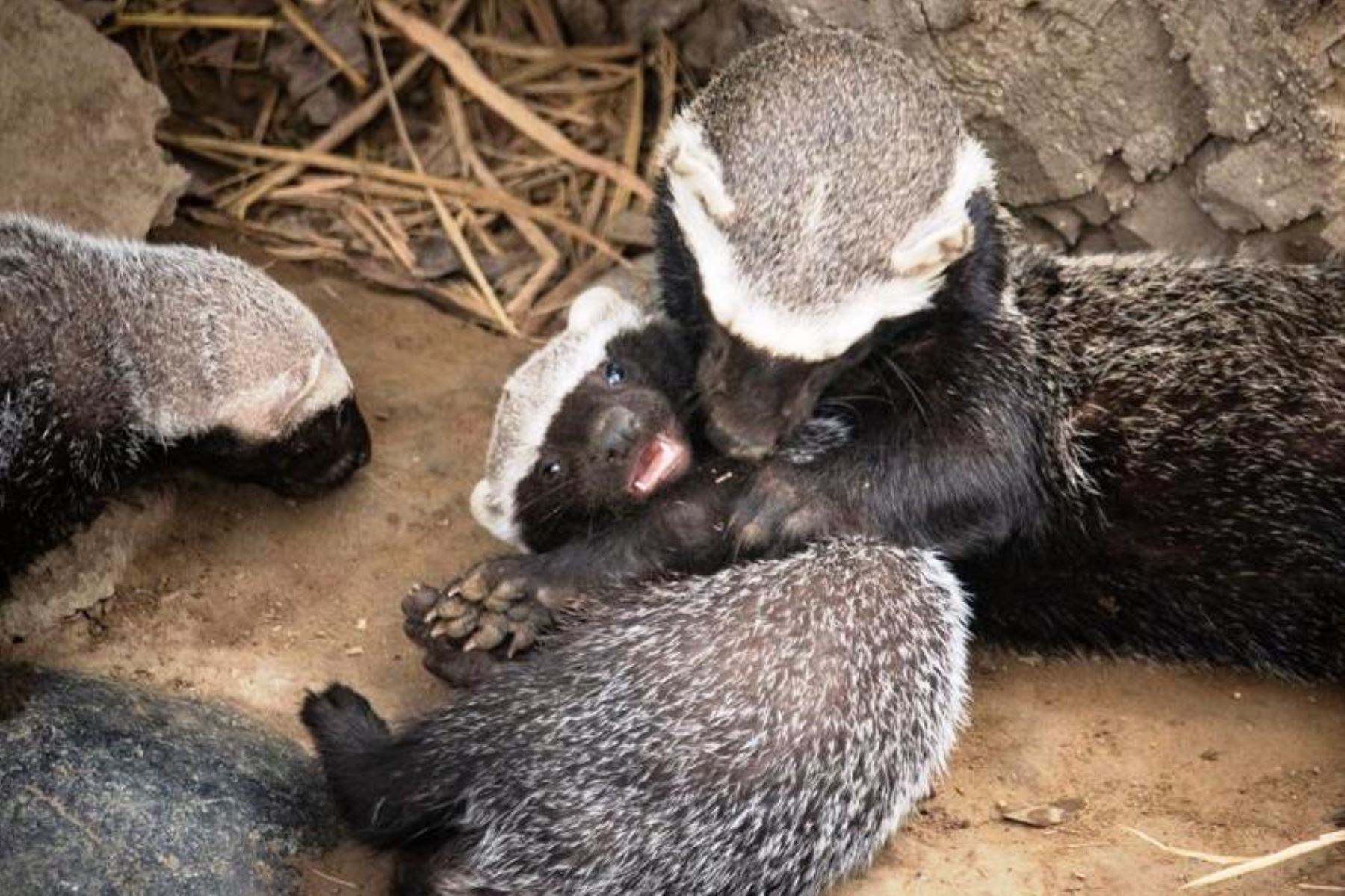 El Parque Zoológico Huachipa presentó a los bebés trillizos de hurón, de un mes de nacidos, que no pueden ser tomados como mascotas, al ser considerada una especie silvestre, pero que viven felices junto a su madre en un espacio especialmente acondicionado para ellos.
Foto:ANDINA/Parque de las Leyendas