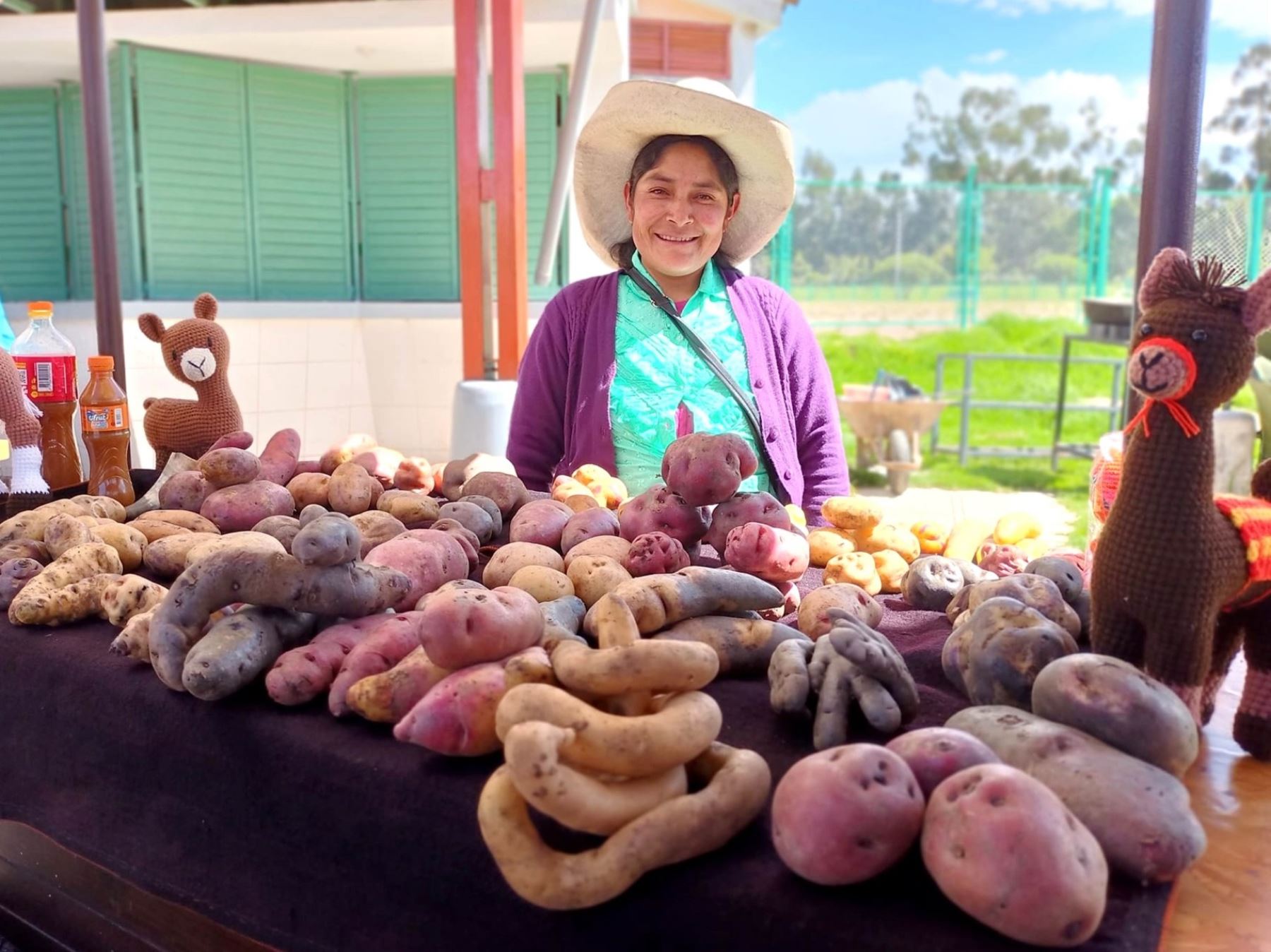 Agricultores cajamarquinos celebrarán este fin de semana el Día Nacional de la Papa con la feria “Consume lo que Cajamarca produce”.