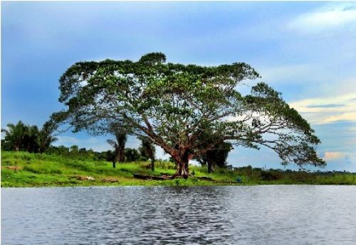 Pucallpa: Piden al estado declarar en emergencia ambiental a laguna Cashibococha