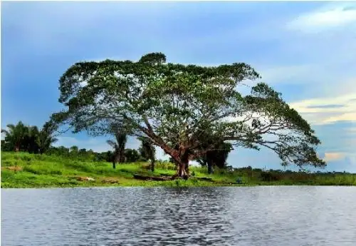 Pucallpa: Piden al estado declarar en emergencia ambiental a laguna Cashibococha