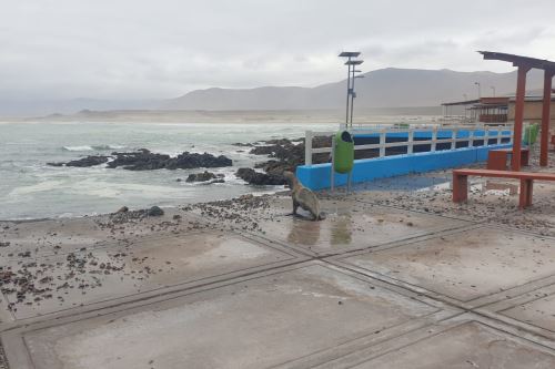 Tacna: oleajes anómalos afectan viviendas y causan muerte de aves