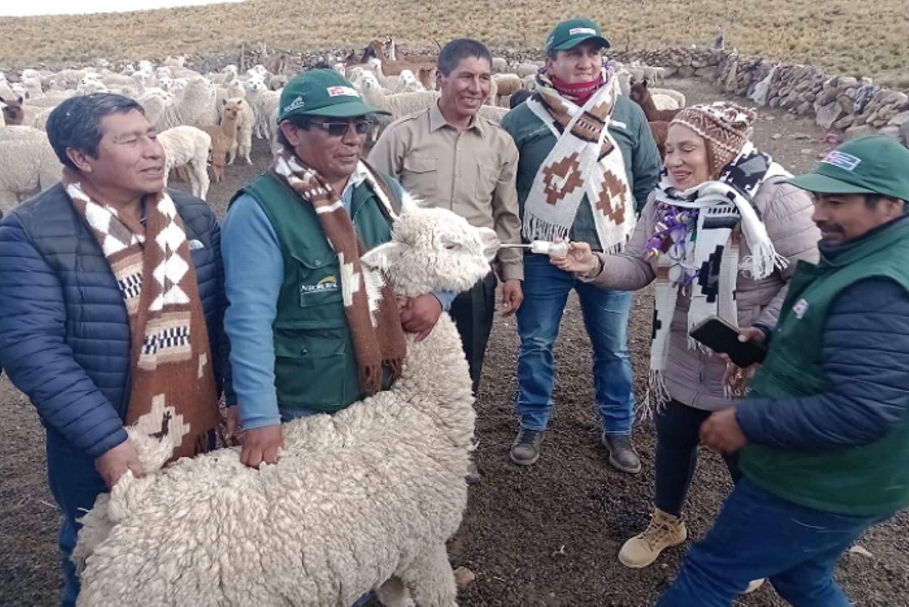 Agro Rural implementará en la región Puno, 610 cobertizos y 460 fitotoldos en el presente año, con una inversión de cerca de 12 millones de soles.