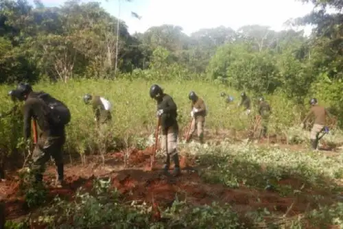 Labor continuará realizándose en lo que resta del año, como parte del “Plan Anual de Reducción del Espacio Cocalero Ilegal: Promoviendo la Sostenibilidad Ambiental y Social en el Perú 2023”. Foto: Mininter