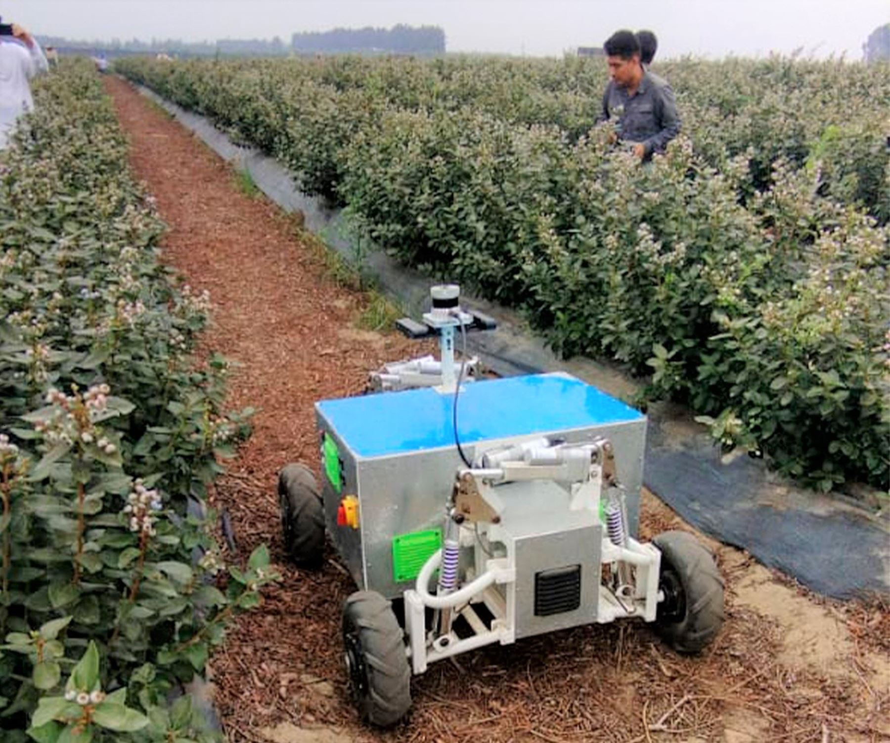 Investigadores de la Universidad Privada Antenor Orrego, en La Libertad, desarrollaron un robot de campo que ayuda a mejorar y potenciar la cosecha de arándano, el cotizado fruto que tiene gran demanda internacional. ANDINA/Difusión