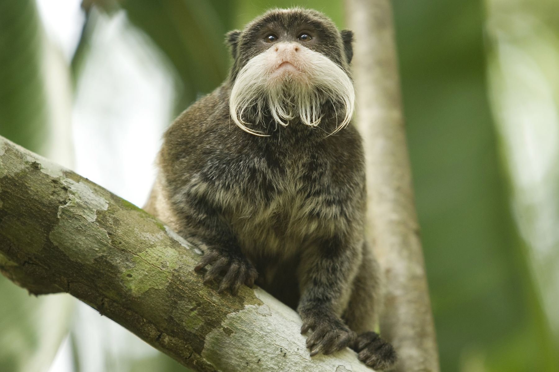 Mono tití emperador. La Reserva de la Biosfera del Manu es un hogar de 1,8 millones de hectáreas de 600 especies de aves y 11 especies de monos entre otros animales, como caimanes y mamíferos, y tiene uno de los niveles más altos de biodiversidad de cualquier parque en el mundo con más de 200 variedades de árboles encontrados en una hectárea.
Foto: Enrique Castro-Mendivil / PROMPERU