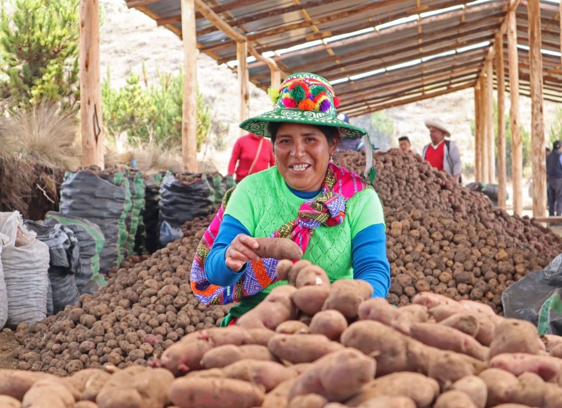 Más de 23,000 productores del tubérculo andino fueron capacitados por Senasa en los últimos años. Foto: ANDINA/difusión.