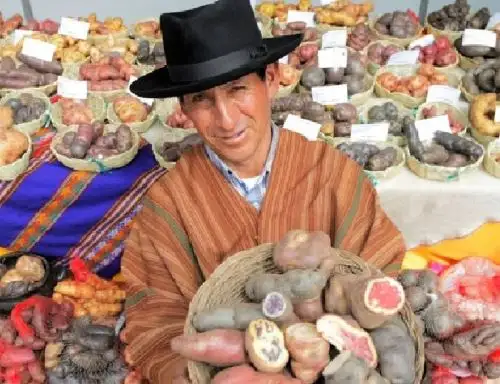 Indecopi registró nueve variedades de papa desarrolladas por investigadores peruanos y que destacan por su alta productividad, poca necesidad de agua y resistencia al clima y a las plagas.