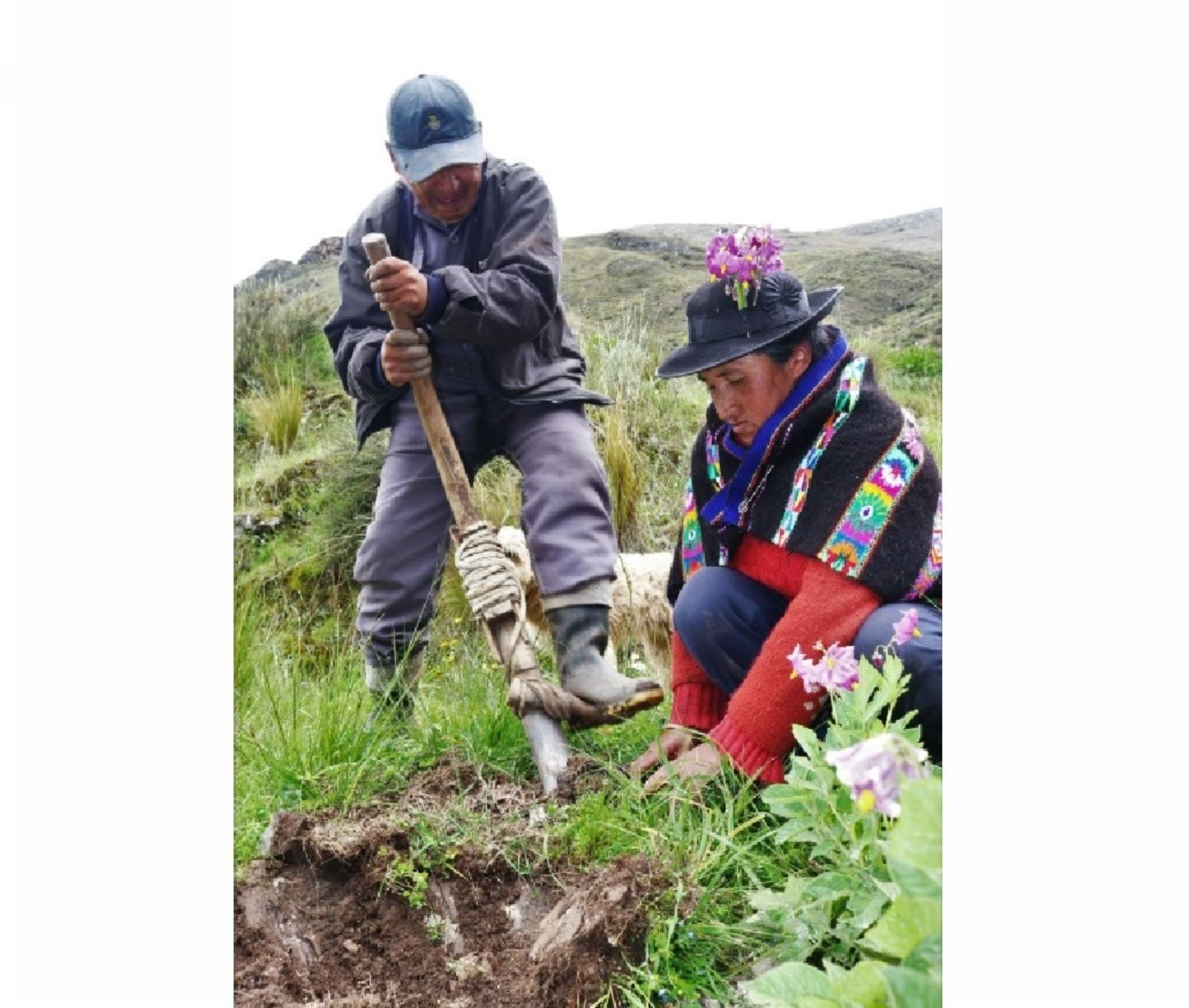 Agricultores del centro poblado Huancachi, ubicado en la provincia limeña de Yauyos, emplean técnicas ancestrales para cultivar papas nativas orgánicas. Foto: Pedro Tinoco