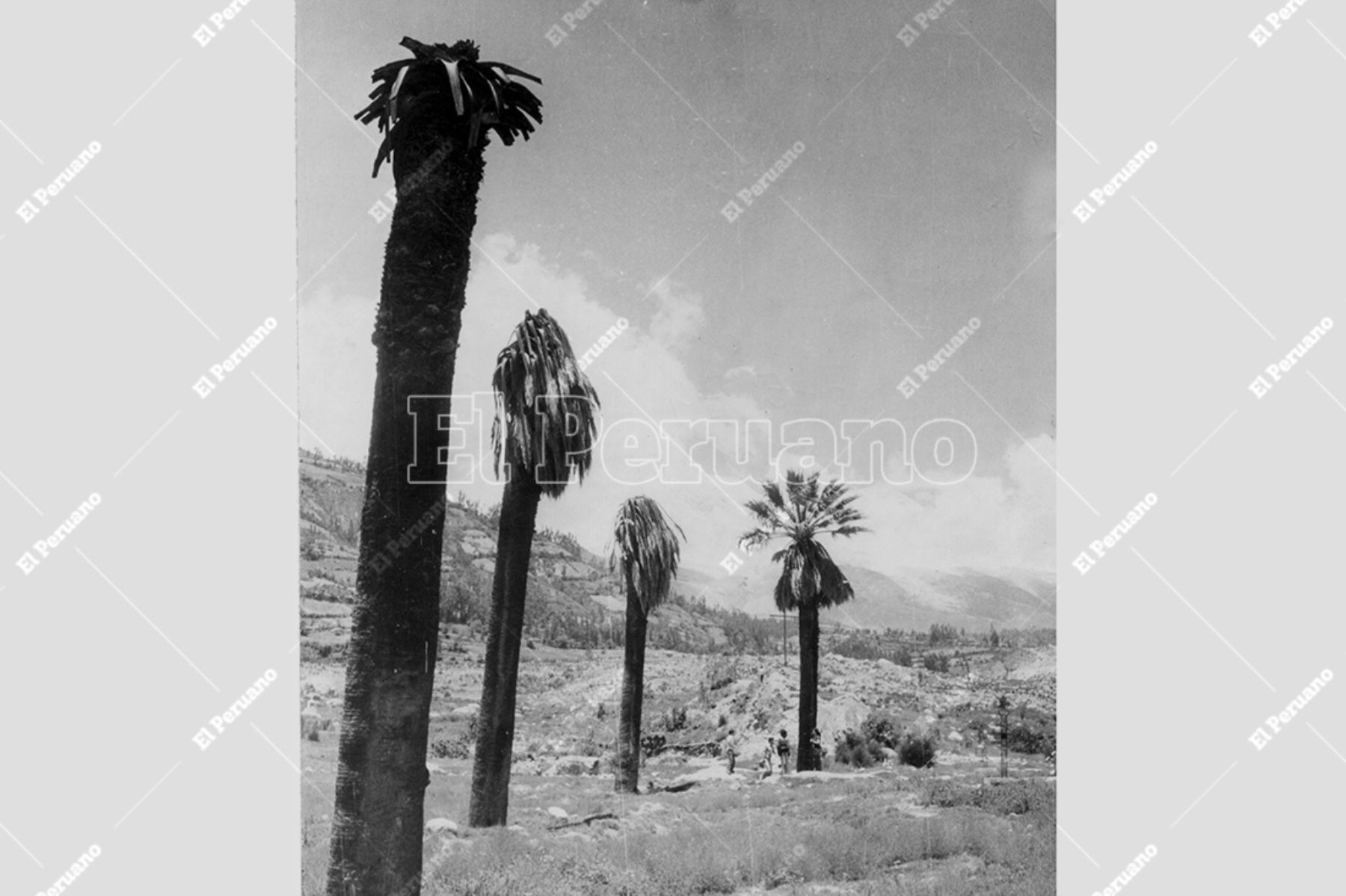 Yungay - marzo 1979 / Vista de las cuatro palmeras que quedaron tras el sismo y aluvión que sepultó la ciudad de Yungay.  Archivo Histórico de El Peruano