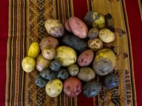 El banco de germoplasma es dirigido por el Instituto Nacional de Innovación Agraria del Midagri. Foto: INIA