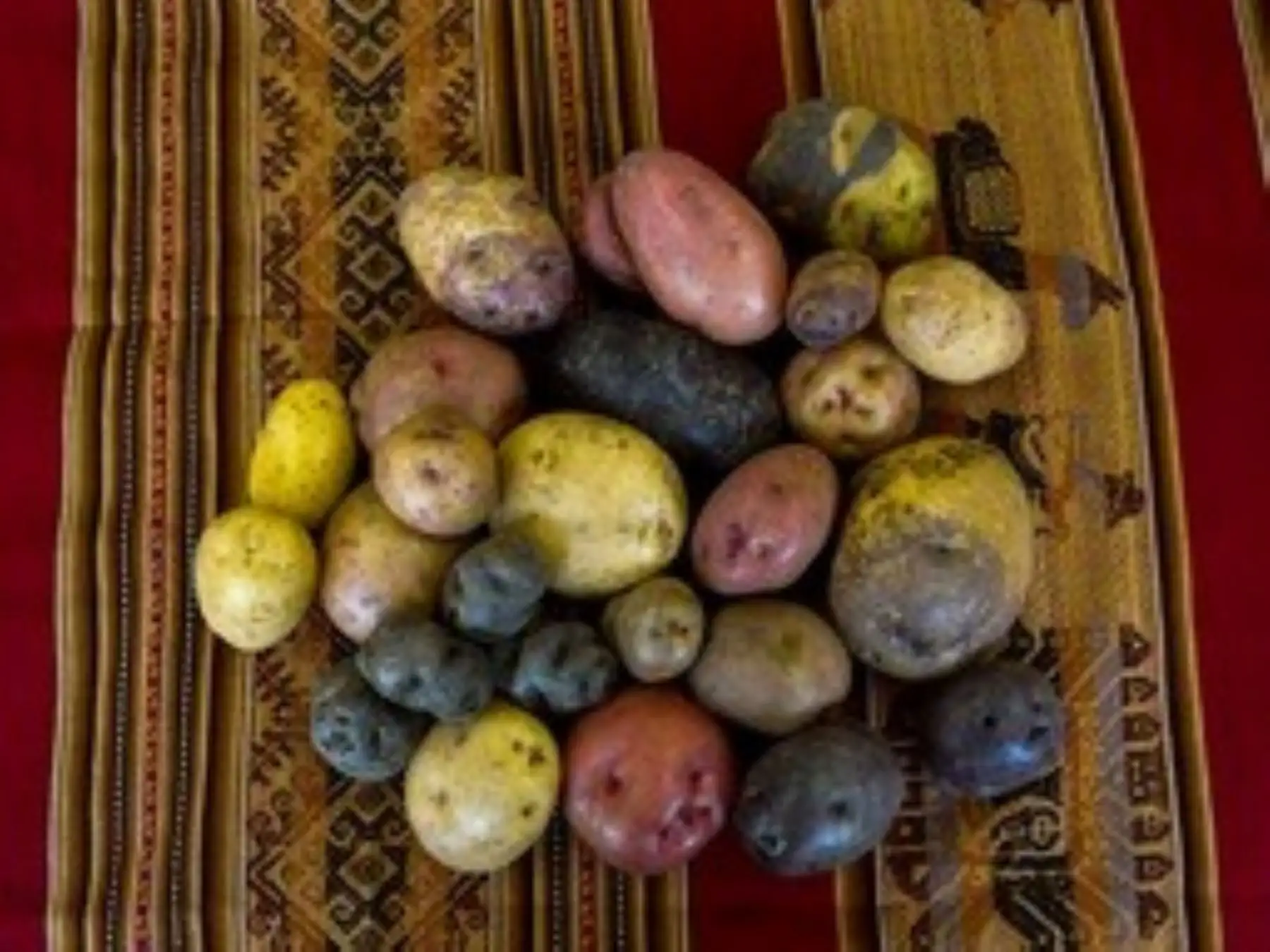 El banco de germoplasma es dirigido por el Instituto Nacional de Innovación Agraria del Midagri. Foto: INIA