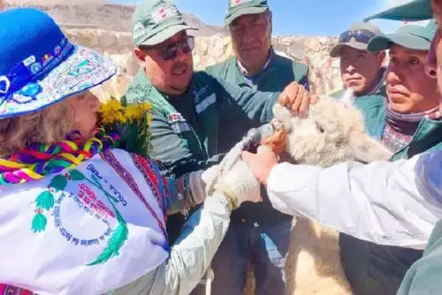 Más de 2,000 familias arequipeñas se beneficiarán con resguardo y protección de animales.