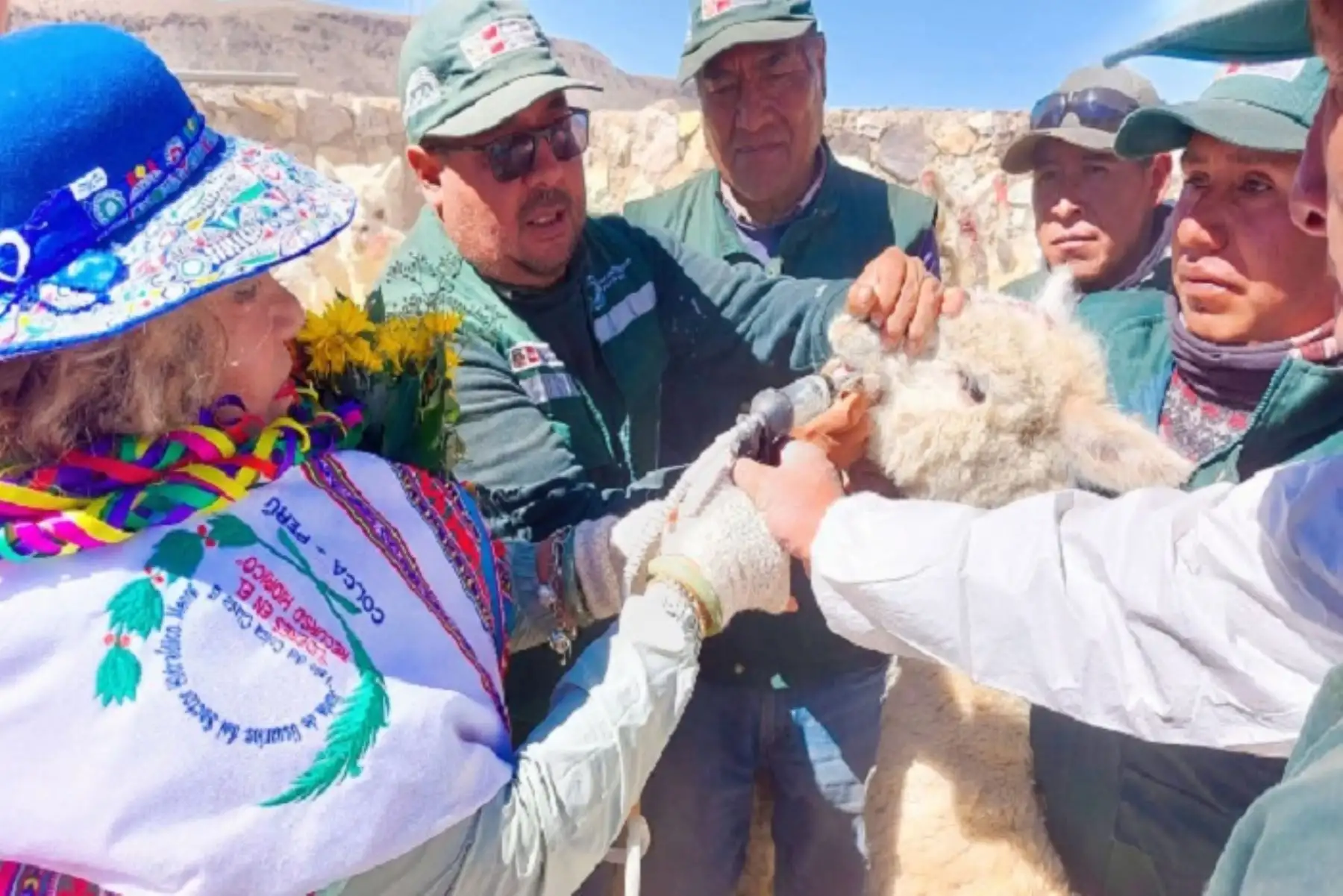 Más de 2,000 familias arequipeñas se beneficiarán con resguardo y protección de animales.