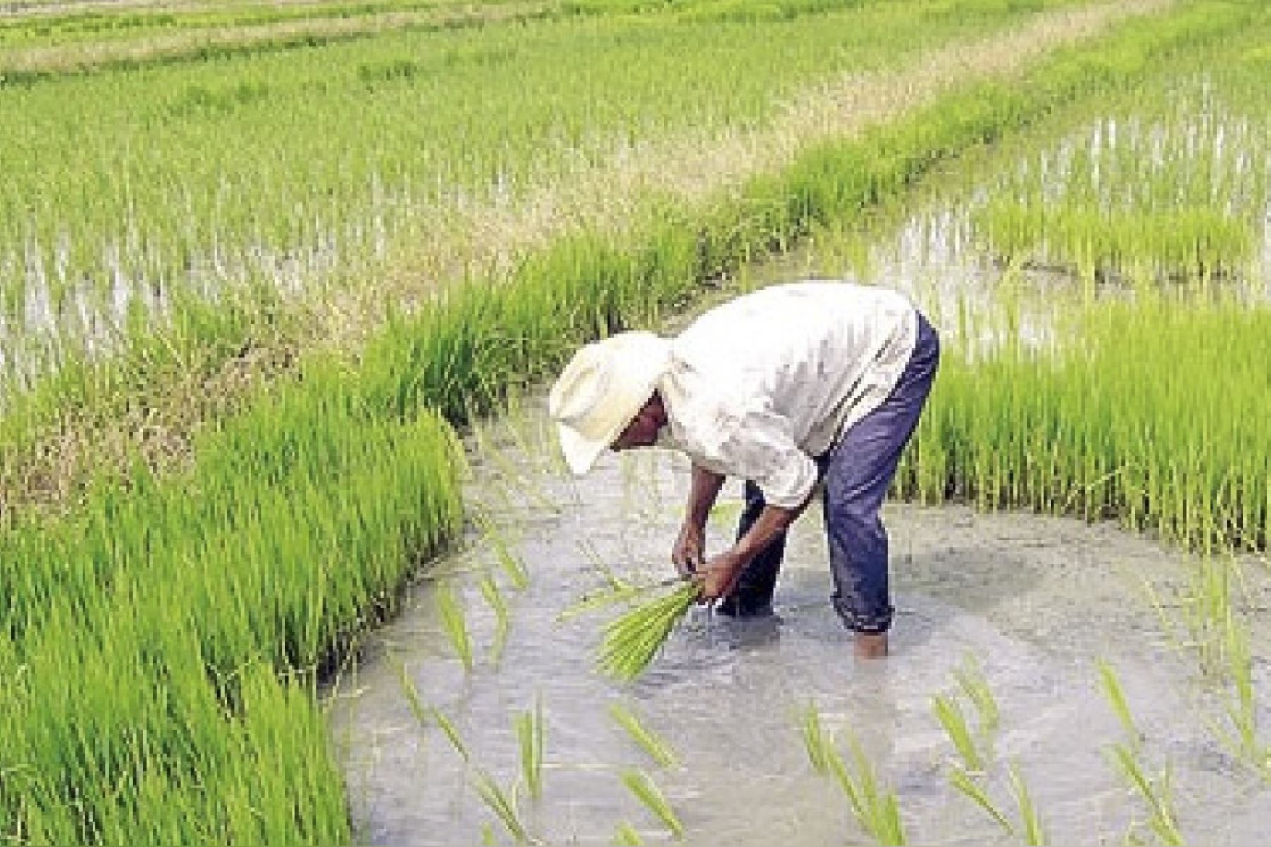 En la provincia lambayecana de Ferreñafe se siembran más 30,000 hectáreas de arroz al año. Foto: ANDINA/Difusión