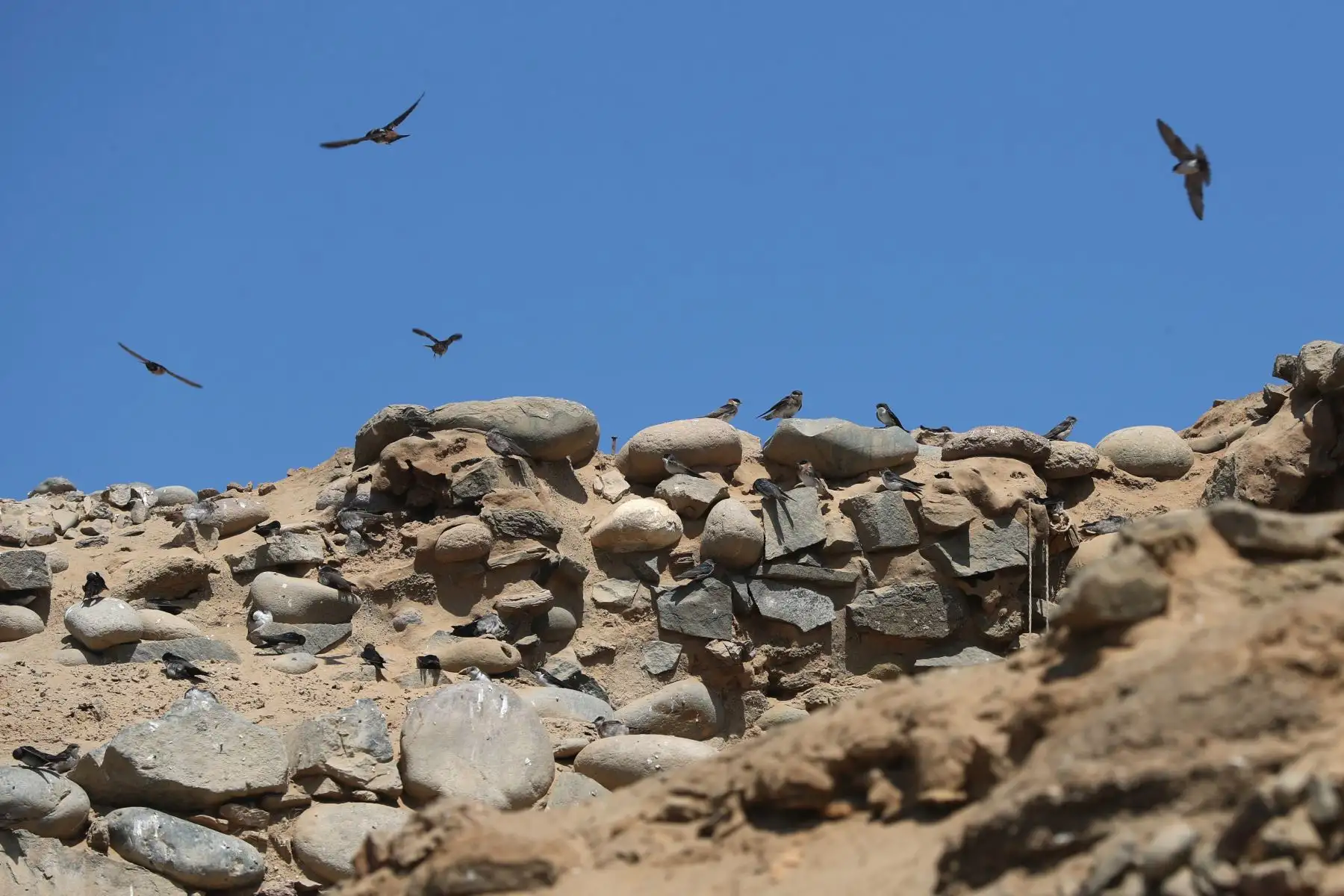 En el Complejo Arqueológico Áspero habitan una gran variedad de aves. Foto: ANDINA/Daniel Bracamonte