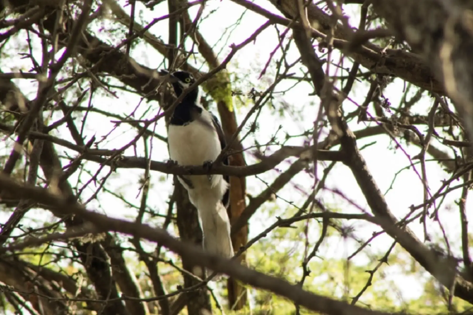 El Santuario protege el 0.2 % del total del desierto Pacifico tropical. Además, posee una gran diversidad biológica (especialmente aves, de las cuales muchas son endémicas), por lo que es un punto importante para los observadores de aves y visitantes en general. Foto: Promperú