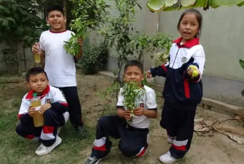 En Chincha, una de las ciudades más golpeadas por el dengue en la región Ica, un grupo de escolares usuarios del Programa Nacional de Alimentación Escolar Qali Warma, motivados por la curiosidad descubrieron que con las plantas y hierbas que se cultivan en el huerto del colegio se puede elaborar un repelente orgánico y económico para ayudar a sus familias a combatir esta enfermedad.