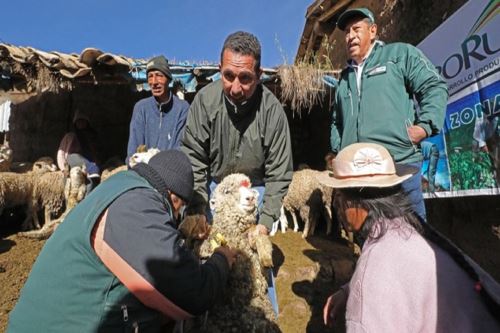 Vacunación de ovinos.