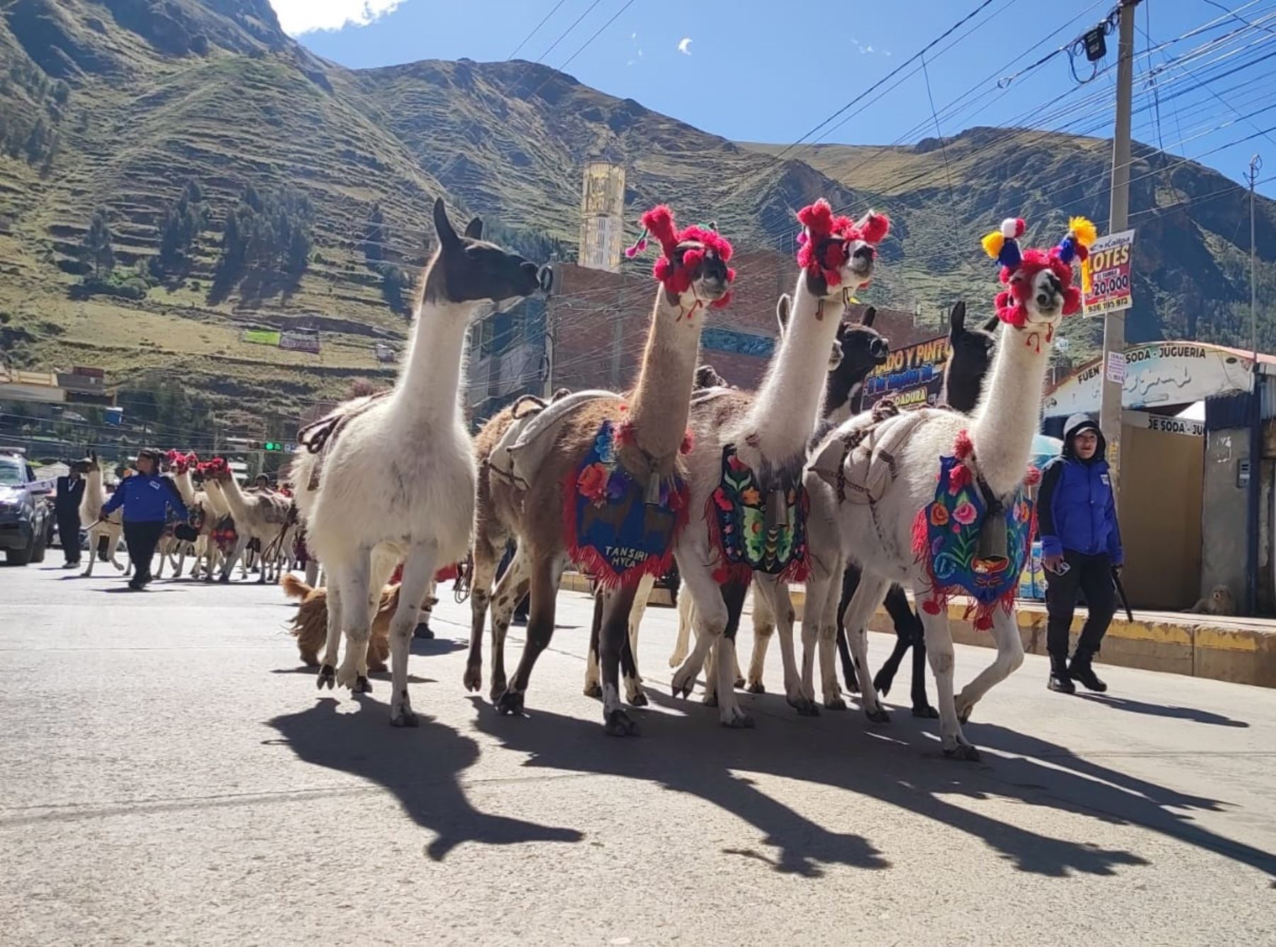 Huancavelica revive el ancestral paseo de los arrieros y sus llamas cargueras, una tradicional actividad que fue saludada por la población y se desarrolló por el aniversario del distrito de Ascensión. Foto: Flor Hidalgo