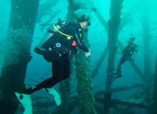 En el mar de Piura se ha formado un arrecife artificial sobre una plataforma petrolera abandonada. El lugar alberga más de 60 especies y grupos de ecologistas, como el biólogo marino Yuri Hooker, piden mantener la citada plataforma para proteger la diversidad marina. Foto: cortesía Yuri Hooker