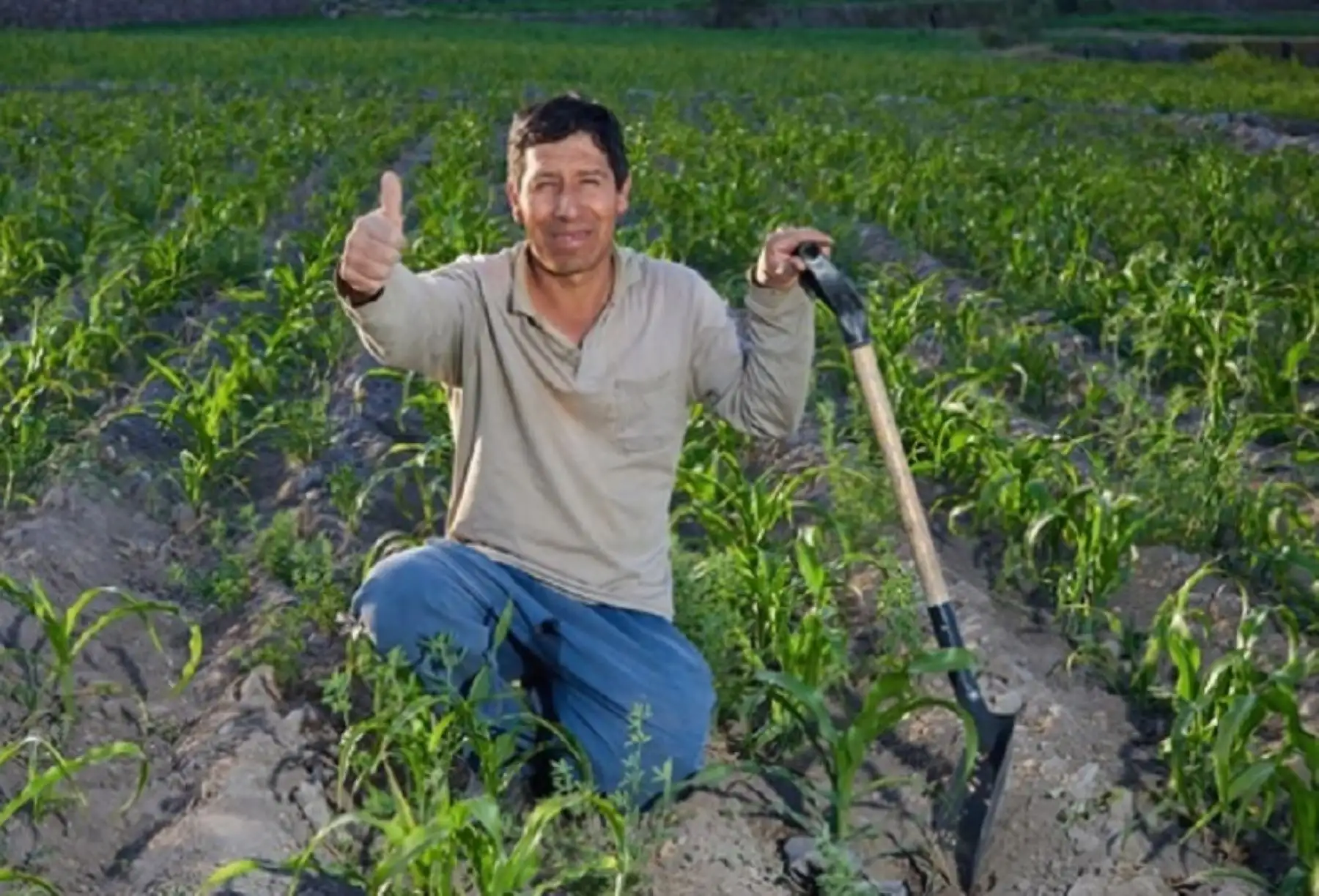 Los núcleos ejecutores permiten impulsar la productividad de los campos de cultivo ANDINA/Difusión