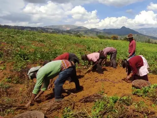 Productores de papas nativas de Ayacucho conquistan principales mercados de Lima. ANDINA/Difusión